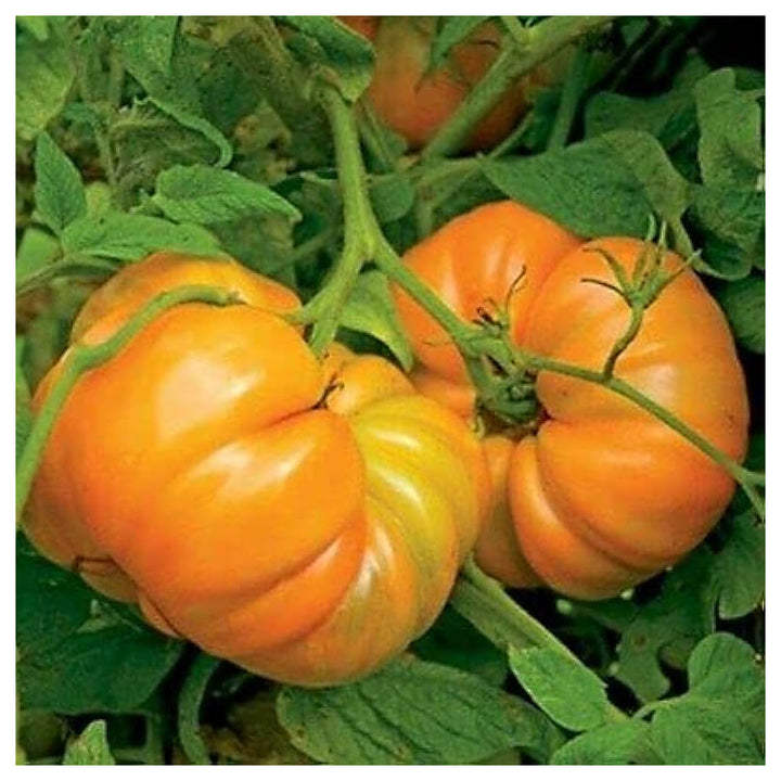 Amanas Orange Tomato Vegetable Seeds for Planting – Heirloom, Non-GMO, High Germination Organic Garden Seeds | Neera Seeds product photo [neera-v4-a44861197cd89cc5a978]