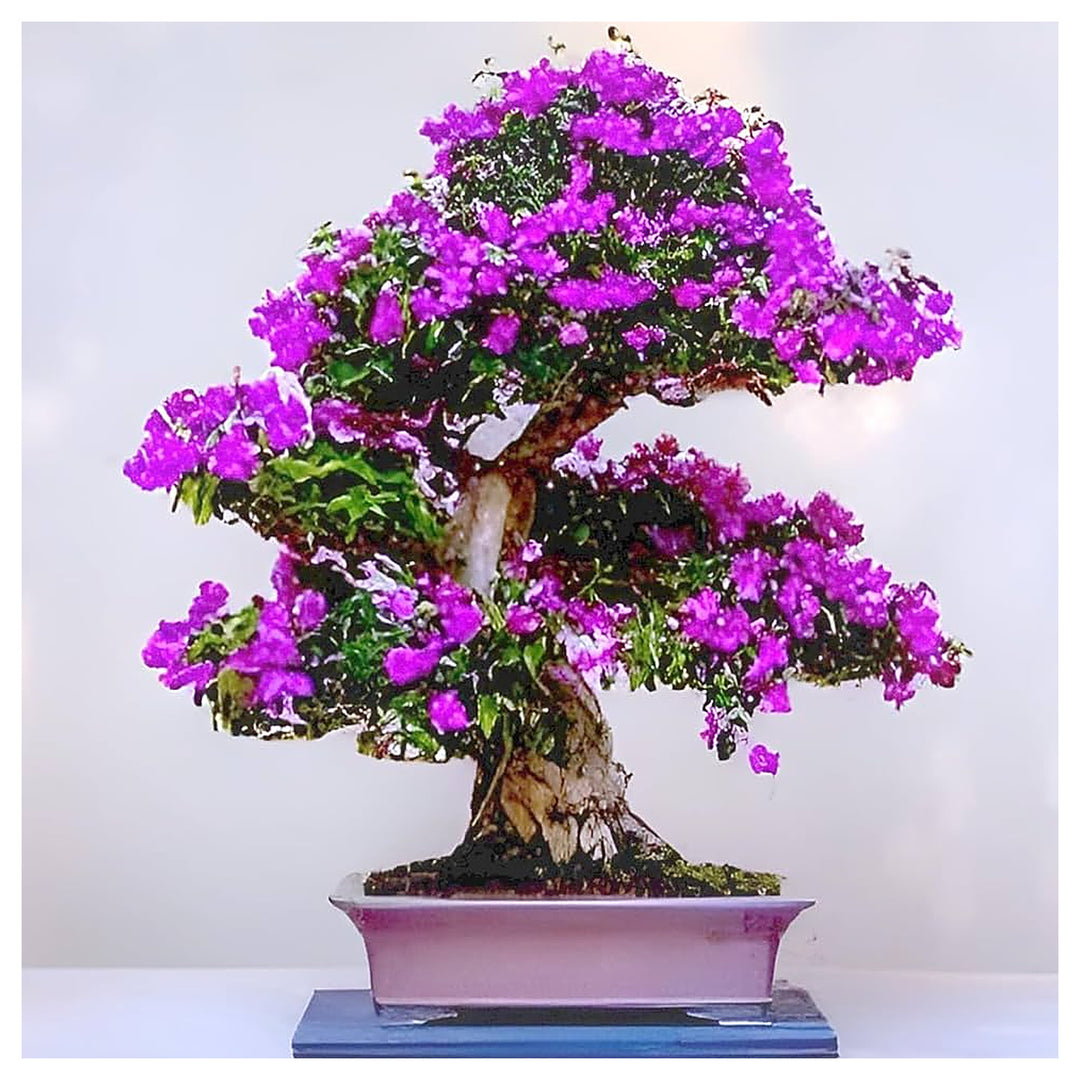 Heirloom Non-GMO Bonsai Tree Seeds for Planting – Miniature Ornamental Tree Seeds | Neera Seeds product photo [neera-v4-a458118ba57a4b607e0b]