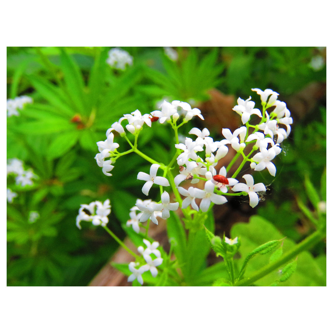 Sweet Woodruff Flower Seeds for Planting – Heirloom, Non-GMO, High Germination Organic Garden Seeds for Fragrant Bl | Neera Seeds product photo [neera-v4-a45ca97ee0b8d0feea3e]
