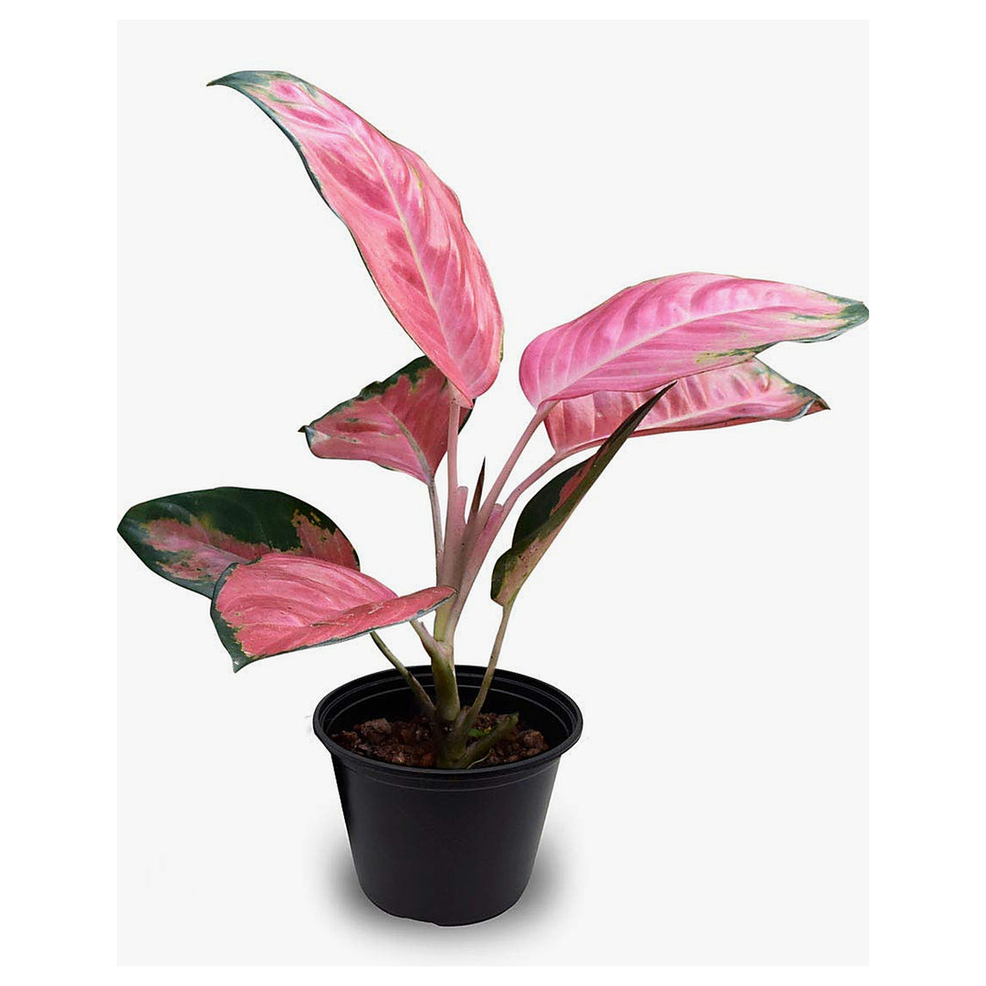 Pink Aglaonema Dud Evergreen Flower Flower Seeds Home Garden Planting, Exotic Organic Blooming | Neera Seeds product photo [neera-v4-a46876a8da780c08cb41]