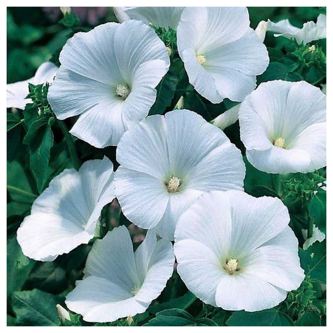 Organic White Pansy Flower Seeds for Planting – Heirloom, Non-GMO Garden Seeds | Neera Seeds product photo [neera-v4-a46f6ed6685f943f684a]