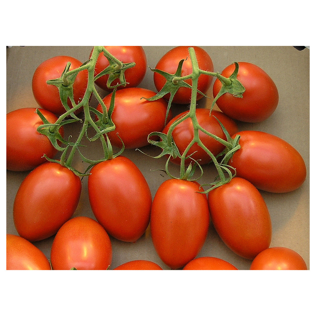 Roma VF Tomato Seeds for Planting – Heirloom, Non-GMO, Organic Garden Seeds, High Germination | Neera Seeds product photo [neera-v4-a4733f4cec4dcf975fff]