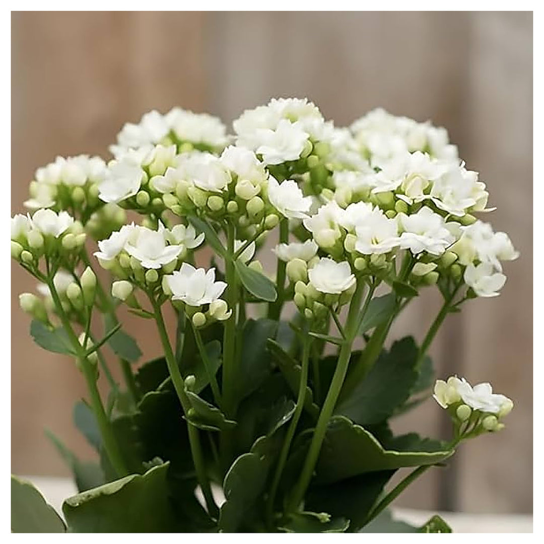 Organic White Kalanchoe Flower Seeds for Planting – Heirloom, Non-GMO, High Germination | Neera Seeds product photo [neera-v4-a48a91eb575bffd1e690]