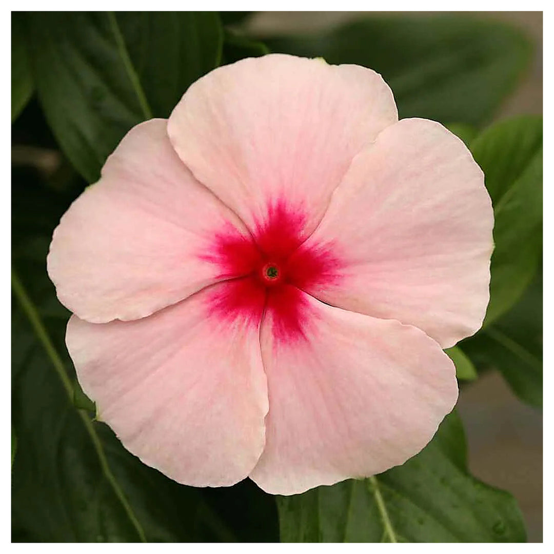 Heirloom Non-GMO Vinca Periwinkle Flower Seeds – Light Pink Blooms for Planting | Neera Seeds product photo [neera-v4-a4941dc9d525f02af742]