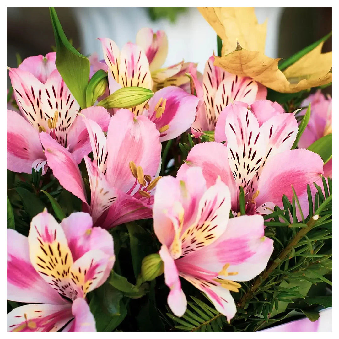 Heirloom Non-GMO Alstroemeria Flower Seeds for Planting Exotic Peruvian Lily Garden Blooms High Germination Organic | Neera Seeds product photo [neera-v4-a49576f1f4fae1409bfd]