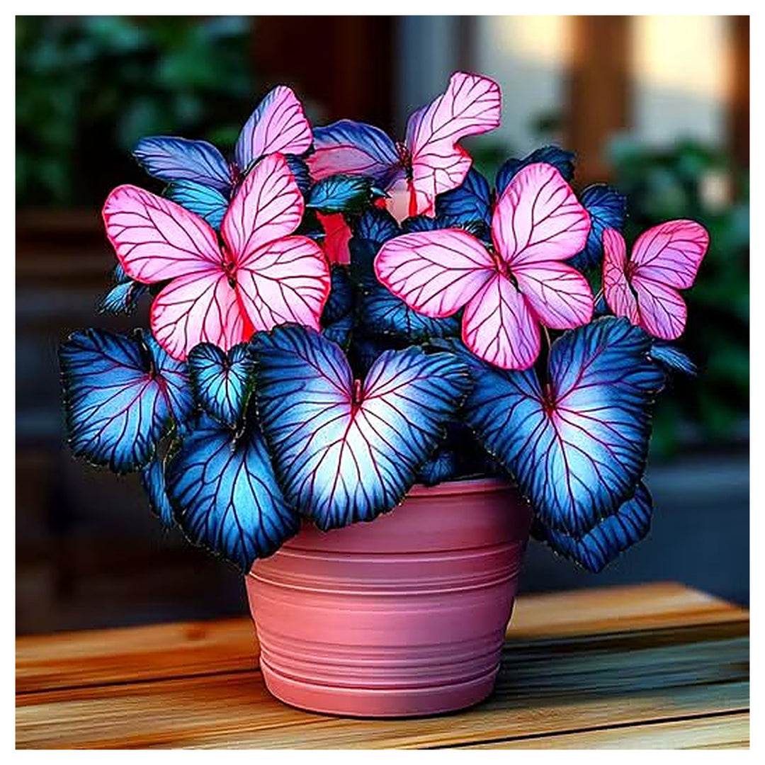 Moonlight Butterfly Begonia Flower Seeds - Blue Heart Heirloom Non-GMO Seeds for Planting | Neera Seeds product photo [neera-v4-a4959f410b4ce173a1a3]
