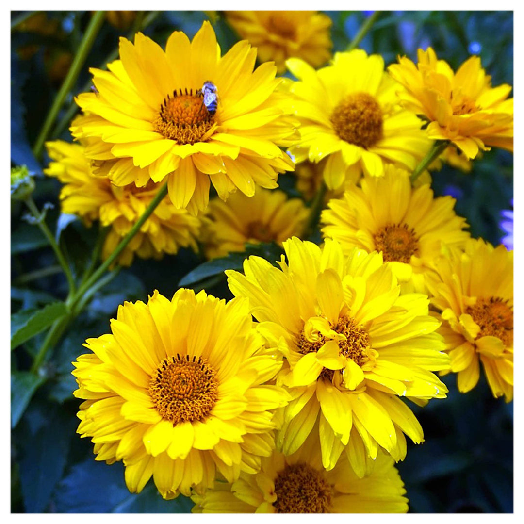 Yellow Heliopsis False Sunflower Perennial Bright Blooms In Your Garden Flower Seeds Home | Neera Seeds product photo [neera-v4-a4a80ce79edd7d5466a9]