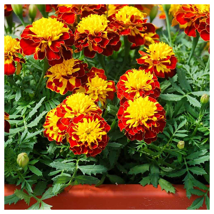 French Marigold Flower Seeds – Heirloom, Non-GMO, High Germination Organic Garden Seeds for Planting | Neera Seeds product photo [neera-v4-a4b107503955ba197339]