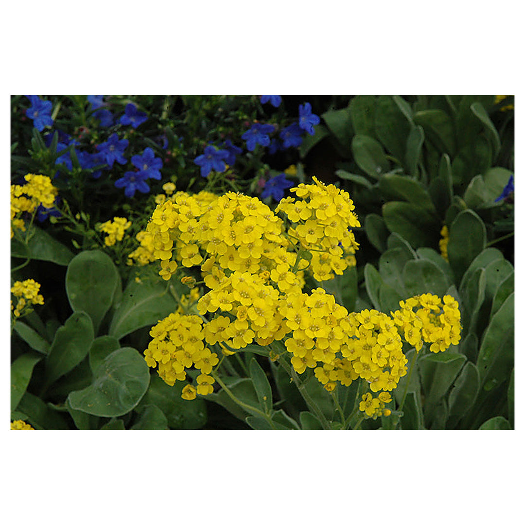 Yellow Rock Cress Plant Seeds for Planting - NON GMO Seeds | Neera Seeds product photo [neera-v4-a4be3858fa6295926a87]