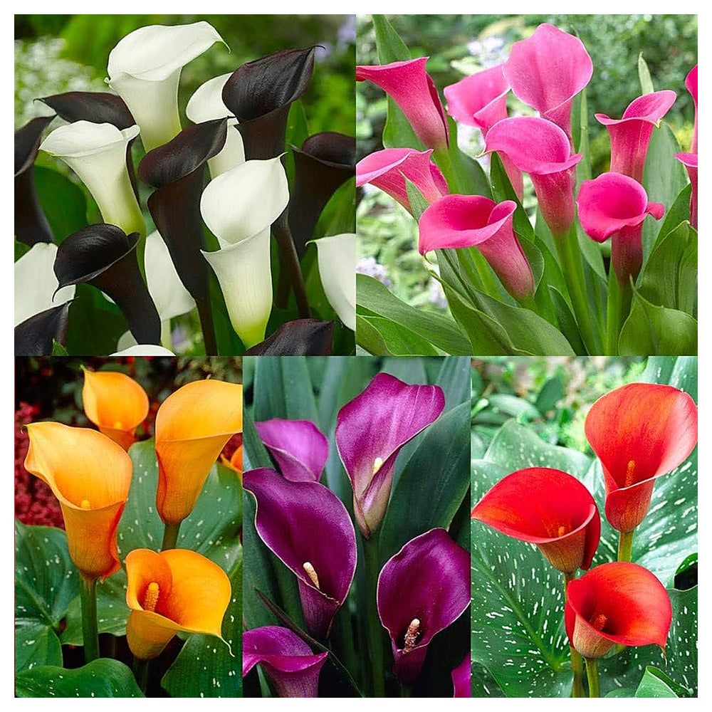 Zantedeschia aethiopica Calla Lily Mix Flower Seeds for Planting – Heirloom & NON GMO, High Germination, Organic Ga | Neera Seeds product photo [neera-v4-a4c7bd075bd9530485b9]