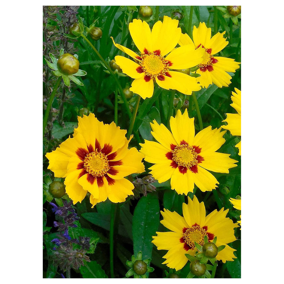 Coreopsis Cosmos Flower Seeds for Planting – Vibrant Blooms, Heirloom, Non-GMO, High Germination Garden Seeds | Neera Seeds product photo [neera-v4-a4cd71bc7df41465e133]