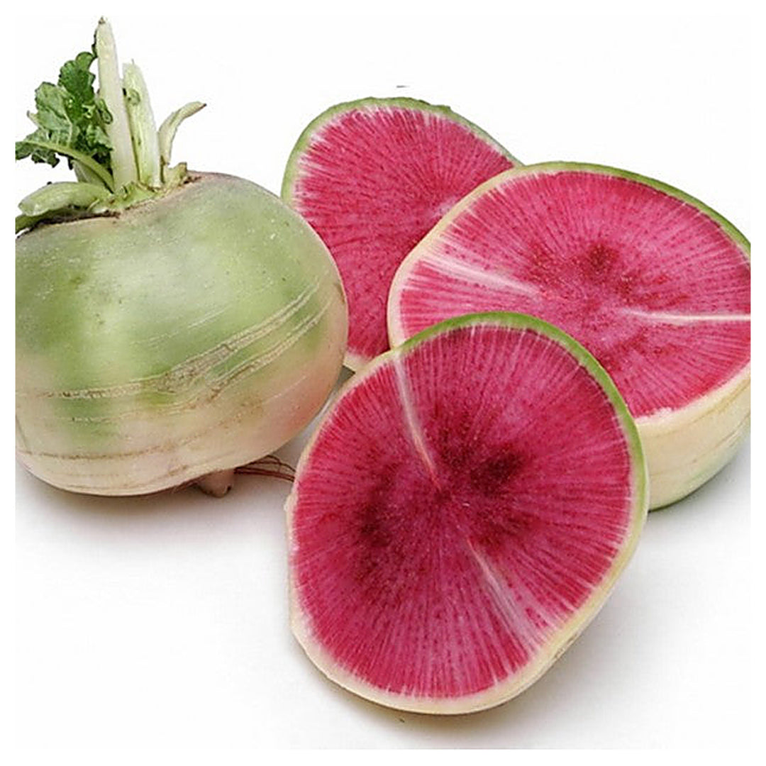 Watermelon Radish Seeds for Planting – Green, Crisp & Nutritious, Heirloom & Non-GMO Seeds for Home Garden | Neera Seeds product photo [neera-v4-a4d2f268a17986e4f246]