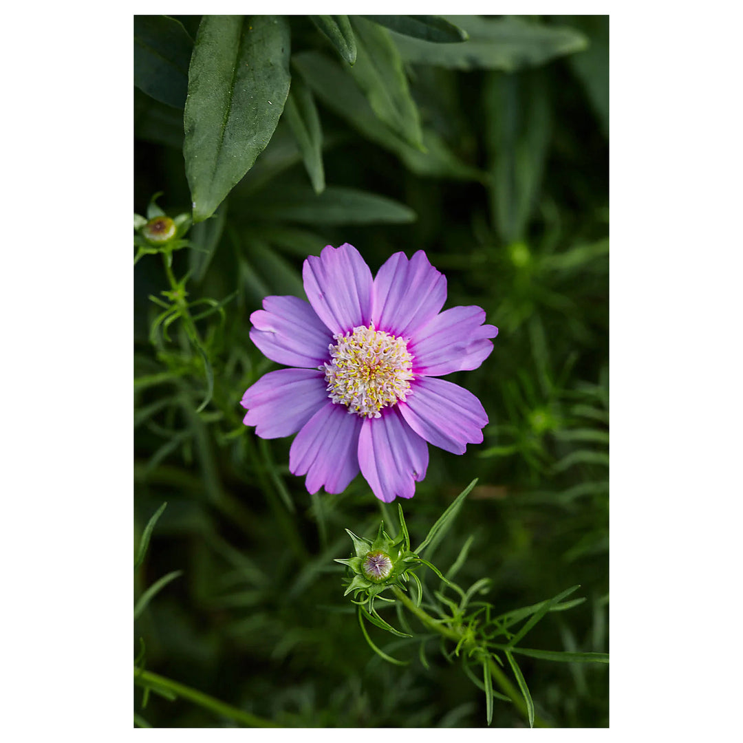 Cosmos Popsocks Pink Flower Seeds for Planting – Vibrant Blooms, Non-GMO, Heirloom | Neera Seeds product photo [neera-v4-a4d639b13ed766eca12d]