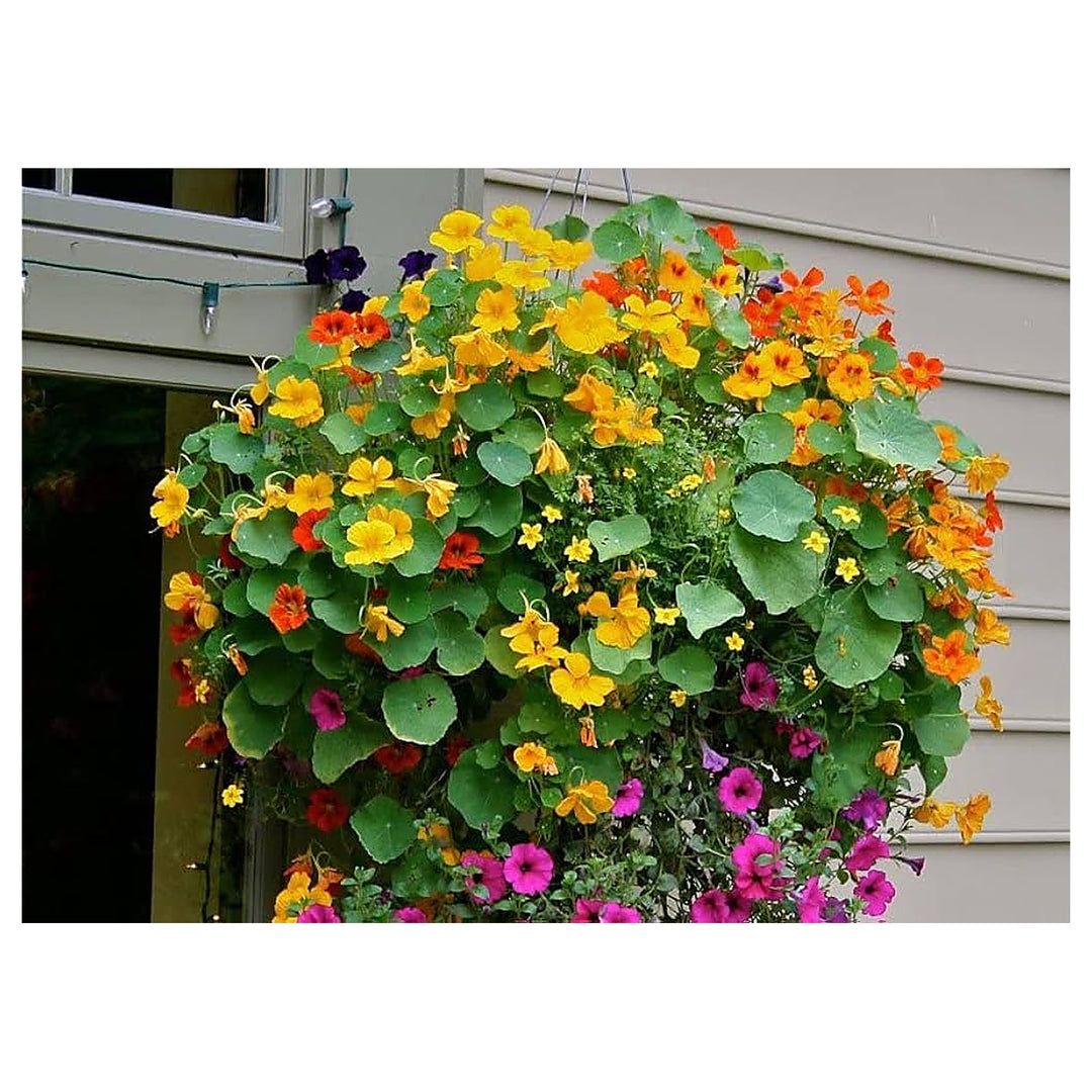 Heirloom Non-GMO Nasturtium Flower Seeds for Planting – Mixed Color Edible Blooms Organic Garden Seeds | Neera Seeds product photo [neera-v4-a4d95f1f6040440330df]