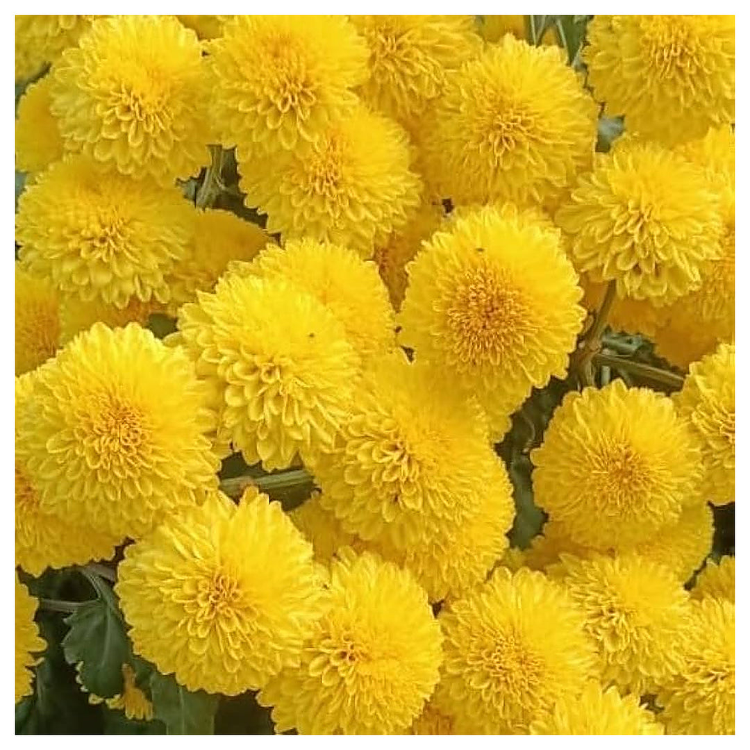 Yellow Chrysanthemum Flower Seeds for Planting – Heirloom & Non-GMO Fall-Blooming Garden Seeds | Neera Seeds product photo [neera-v4-a4dc5c6c9d8f61e9af6e]