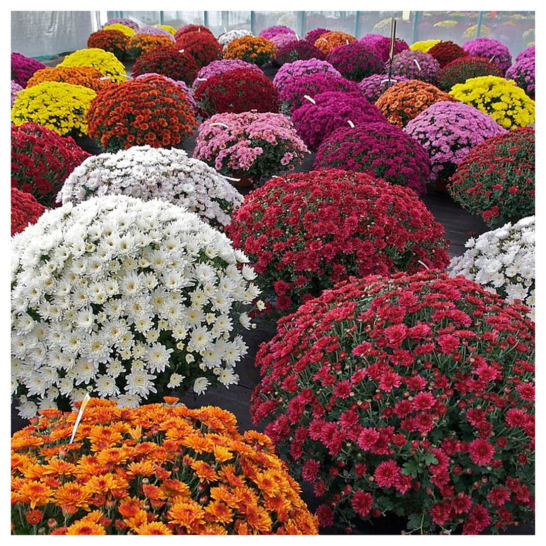 Heirloom Non-GMO Chrysanthemum Flower Seeds – Fall Color Blooms for Garden Planting | Neera Seeds product photo [neera-v4-a4e59decf8fec2537830]