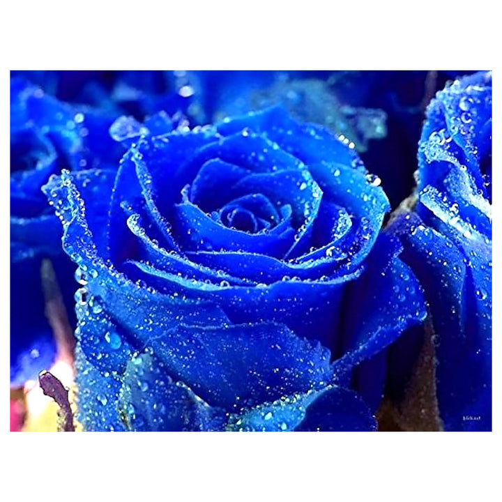 Rainy Blue Rose Plant Seeds for Planting – Non-GMO, Heirloom Garden Seeds for Growing | Neera Seeds product photo [neera-v4-a4e9a68ec2ed081b68c5]