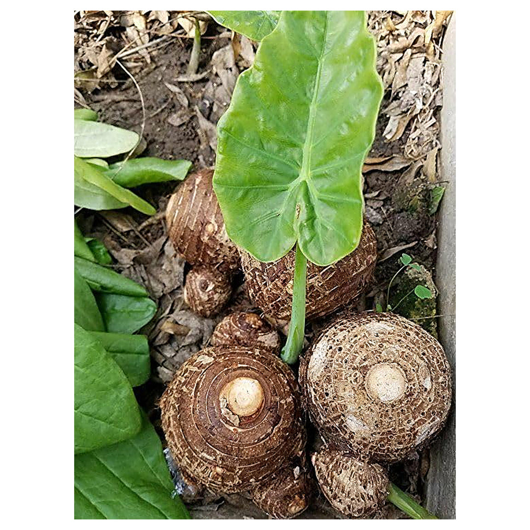 Taro Root Vegetable for Planting – High-Yield, Organic Colocasia Bulbs for Home Garden & Farm | Neera Seeds product photo [neera-v4-a501bd17577b9baf5bc5]