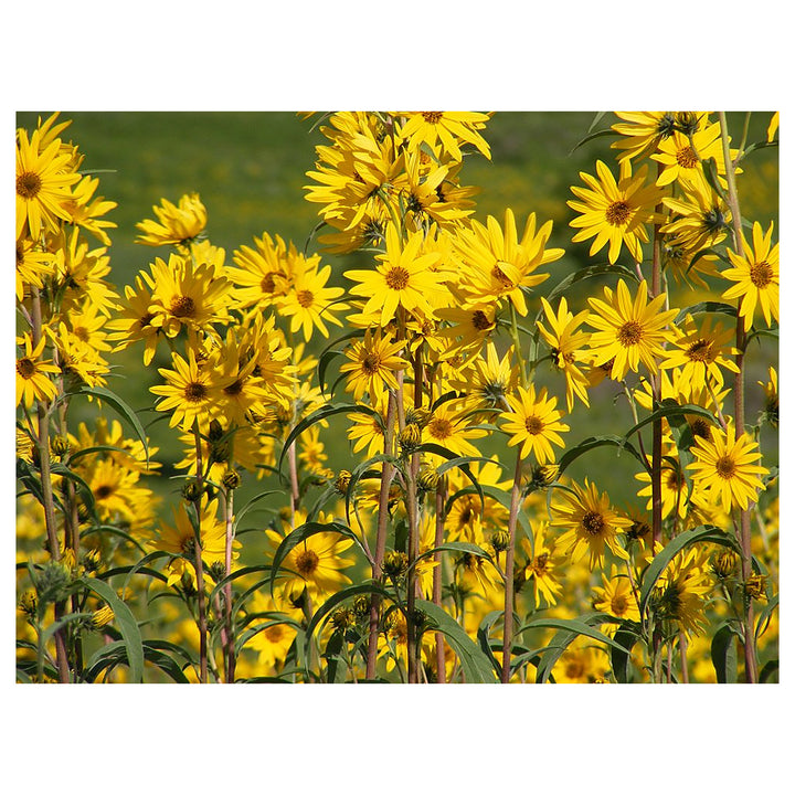 Heirloom Non-GMO Yellow Maximilian Flower Seeds for Planting – Tall Sunflower-Like Blooms | Neera Seeds product photo [neera-v4-a502315b24a15f0036a7]