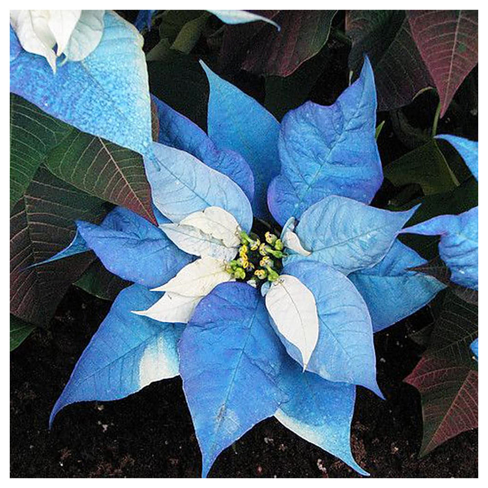 Heirloom Non-GMO Sky Blue Poinsettia Flower Seeds for Planting – Rare Colorful Blooming Flower Seeds | Neera Seeds product photo [neera-v4-a5033966e305f1c8eec2]