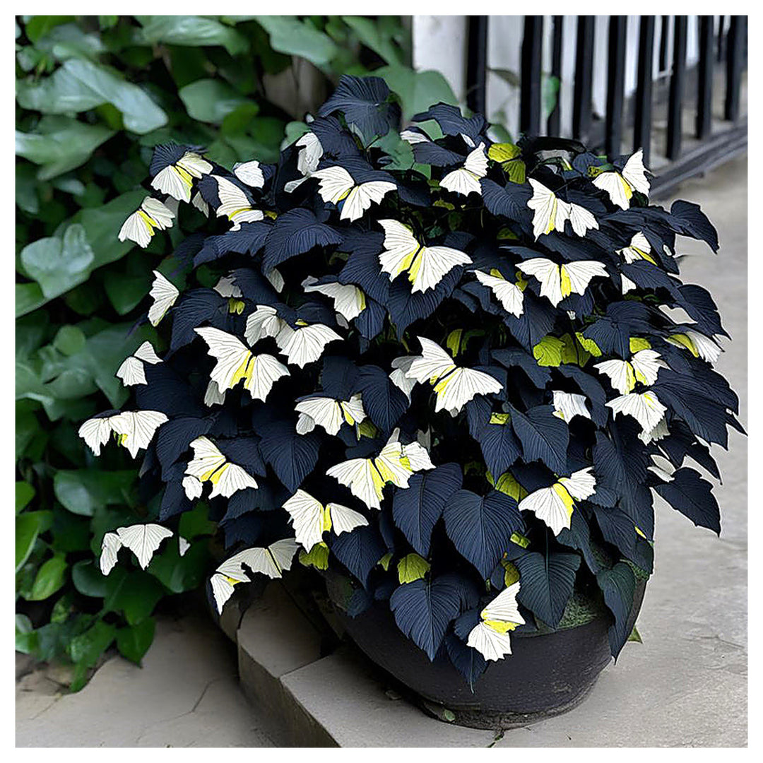 Moonlight Butterfly Begonia Flower Seeds - Cream and Black Heirloom Non-GMO Seeds for Planting | Neera Seeds product photo [neera-v4-a5081688f9040c9d6a88]
