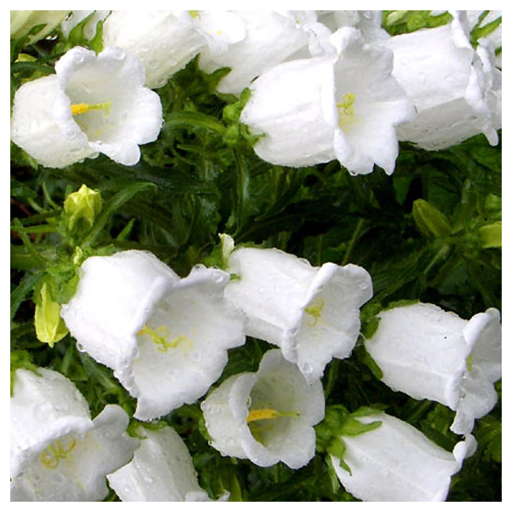 Heirloom Non-GMO White Canterbury Bells Flower Seeds for Planting – Organic Garden Seeds with High Germination Cott | Neera Seeds product photo [neera-v4-a508d786f5e84f227193]
