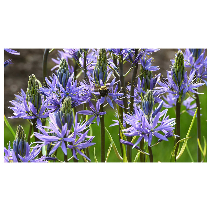 Camassia Flower Seeds for Planting – Heirloom, Non-GMO, High Germination Organic Garden Seeds | Neera Seeds product photo [neera-v4-a5129d08bdfe9296b421]