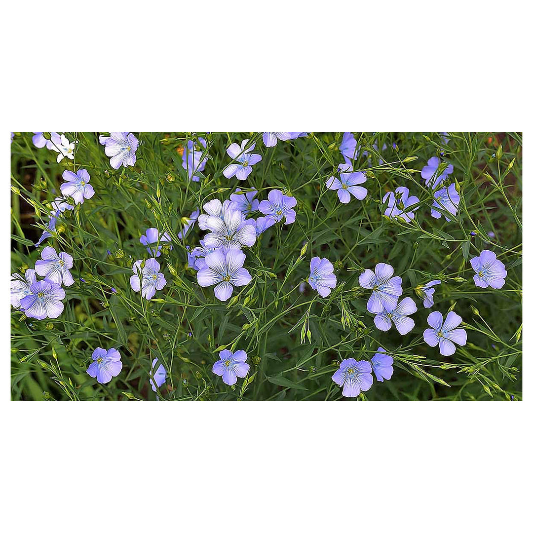 Heirloom Non-GMO Flax Flower Seeds for Planting – Delicate Blooms and Pollinator-Friendly Garden Seeds | Neera Seeds product photo [neera-v4-a5164d8d4108c6317d59]
