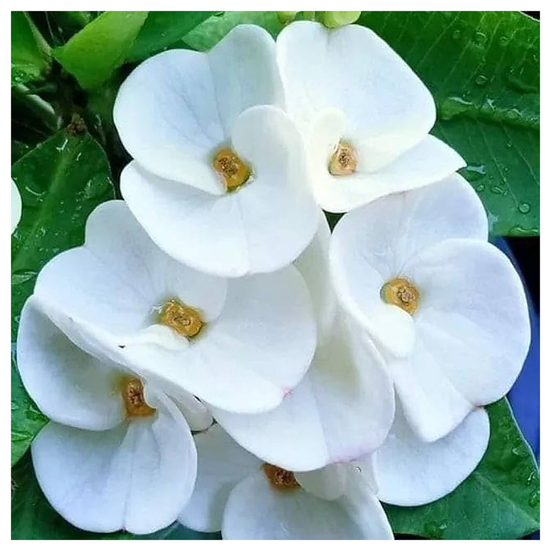 Heirloom White Euphorbia Milii Flower Seeds – Non-GMO Seeds for Planting | High Germination Organic Garden Seeds | Neera Seeds product photo [neera-v4-a566077fc57f53127d25]