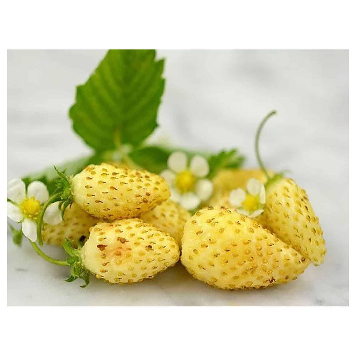 Yellow Strawberry Vegetable Seeds for Planting – Heirloom, Non-GMO, High Germination, Organic Garden Seeds | Neera Seeds product photo [neera-v4-a5675c8e6d883c8a00ae]