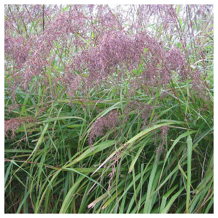 East Indian Lemongrass Seeds for Planting – Heirloom &amp; Non-GMO Aromatic Herb for Teas, Cooking &amp; Medicinal Gardens | Neera Seeds product photo [neera-v4-a5769d1f7d58ad57a87f]