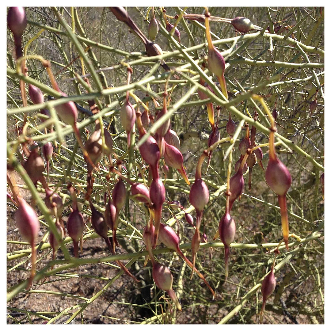 Desert Ironwood Tree Seeds for Planting – Heirloom, Non-GMO, High Germination Drought-Tolerant Tree Seeds | Neera Seeds product photo [neera-v4-a57daaf99b7d7a63e870]