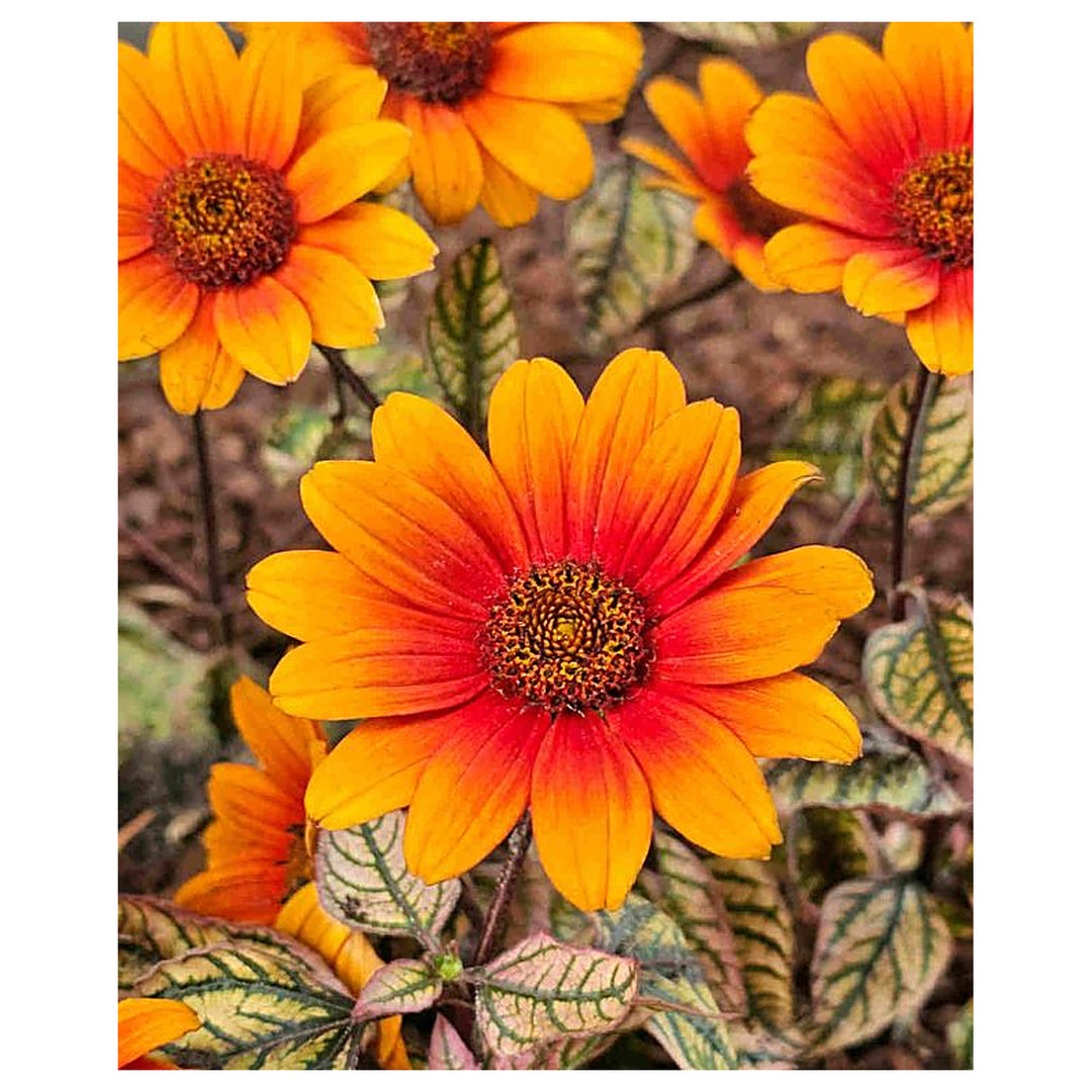 Heirloom Heliopsis scabra 'Orange' Seeds - Non-GMO, High Germination Organic Perennial Flower Garden Seeds for Plan | Neera Seeds product photo [neera-v4-a5ab28f0f389363b722b]