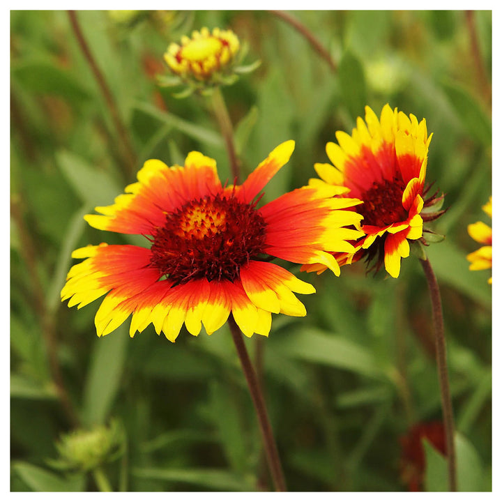 Gaillardia Aristata Flower Seeds for Planting - NON GMO Seeds | Neera Seeds product photo [neera-v4-a5b92f49045f778f5f6f]
