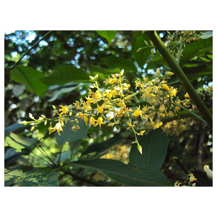 Hevea Brasiliensis Flower Seeds for Planting – Heirloom Non-GMO 100 pcs Ornamental and Tropical Tree Seeds | Neera Seeds product photo [neera-v4-a5c5f56f8833937cddec]