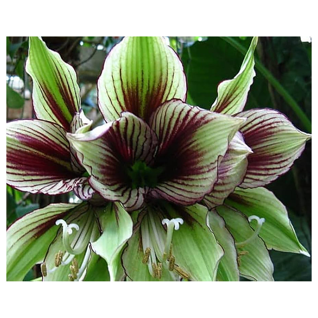 Light Green Hippeastrum Rutilum Flower Seeds for Planting – Heirloom Non-GMO High Germination Amaryllis Seeds | Neera Seeds product photo [neera-v4-a5fe54f22dcb0a42f0dc]