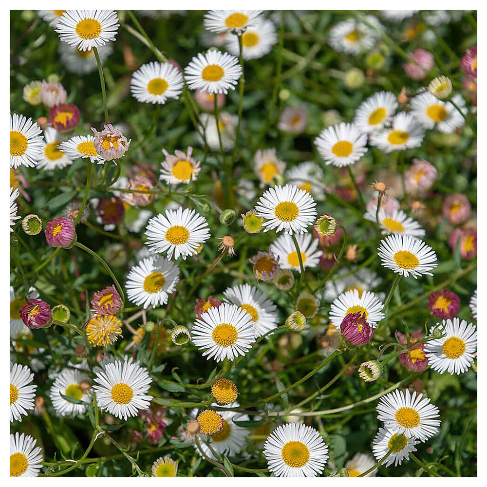 Heirloom Non-GMO Santa Barbara Flower Seeds for Planting – Vibrant Ornamental Blooms for Garden Landscapes | Neera Seeds product photo [neera-v4-a602056284c7da091422]