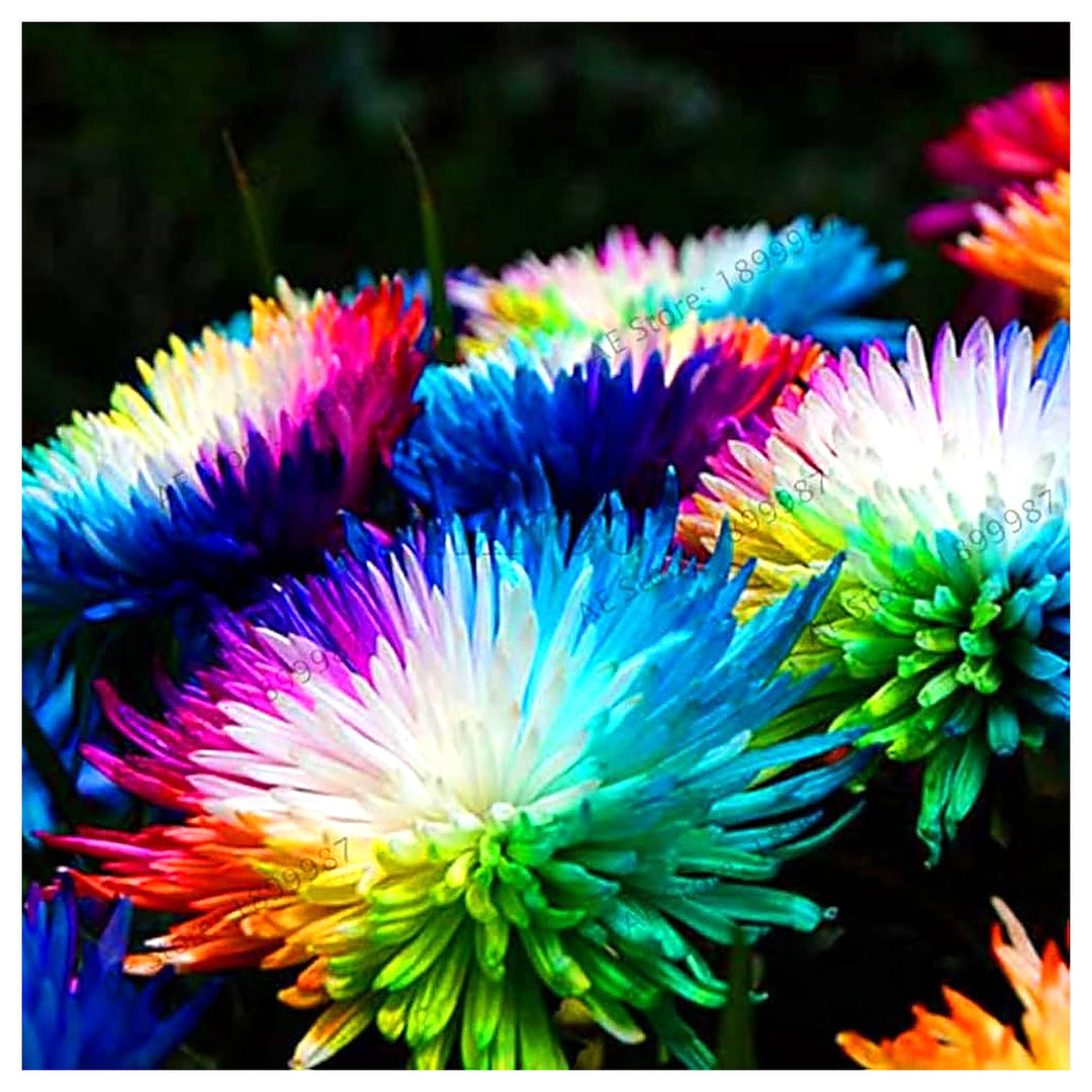 Rainbow Chrysanthemum Dendranthema Grandiflorum For Planting Flower Seeds for Home Garden Planting, | Neera Seeds product photo [neera-v4-a604b51cd743ddd5dec3]