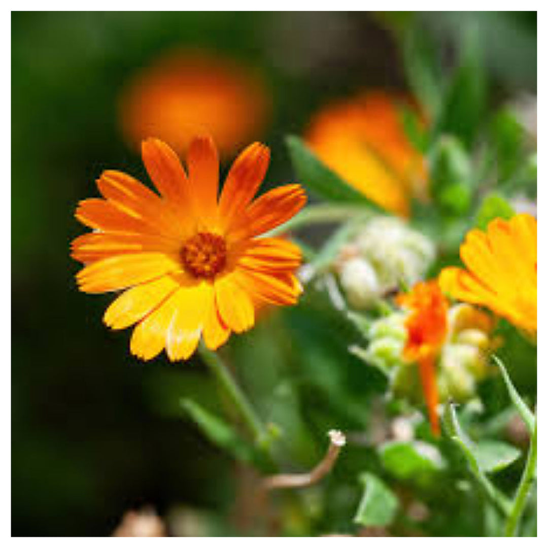 Pacific Beauty Calendula Flower Mix Fresh Heirloom Flower Planting Usa Ships Free Non Gmo | Neera Seeds product photo [neera-v4-a60831dc4f749519c747]