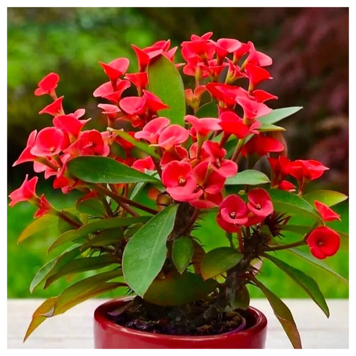 Heirloom Red Euphorbia Milii Flower Seeds for Planting – Non-GMO, Organic Garden Seeds | Neera Seeds product photo [neera-v4-a60925cc7e99c690ebd2]