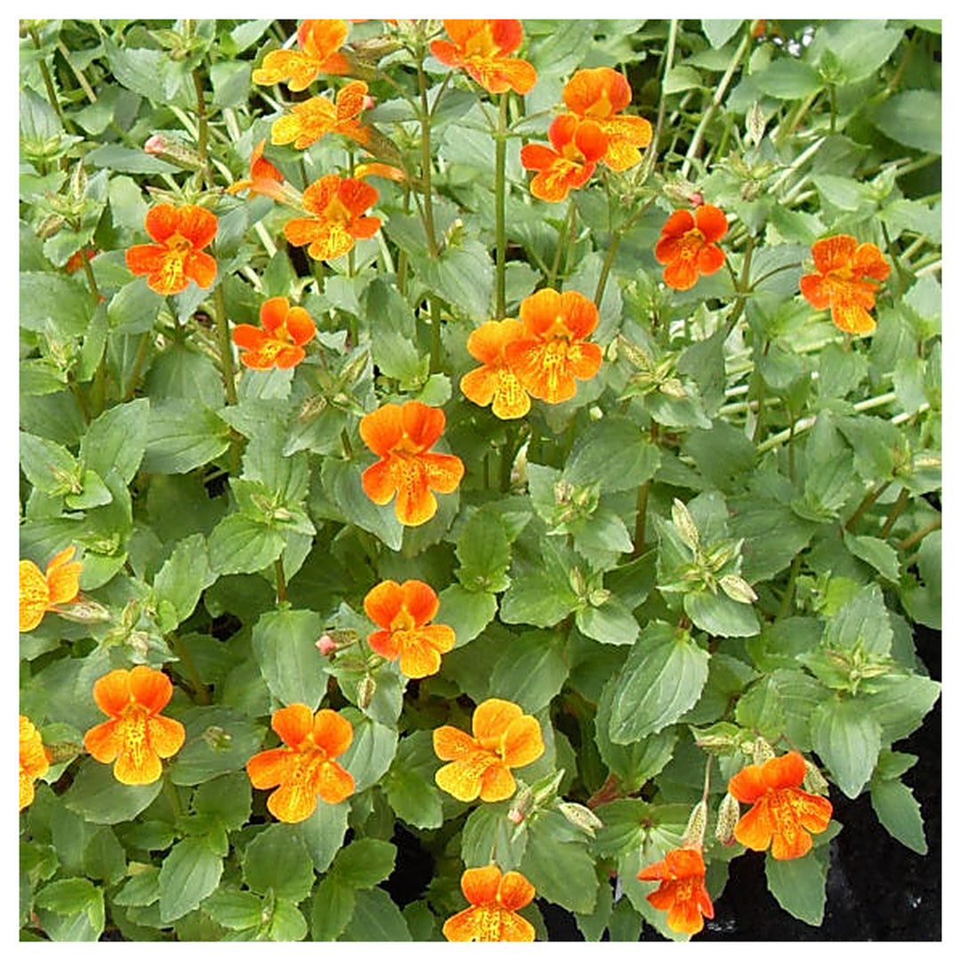 Heirloom Mimulus Flower Seeds, Non-GMO Monkey Flower Blooms for Moist and Shaded Garden Planting | Neera Seeds product photo [neera-v4-a60c0a3e24a30029745a]