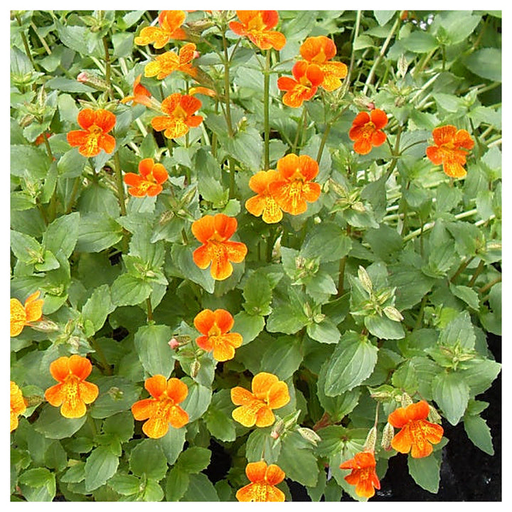 Heirloom Mimulus Flower Seeds, Non-GMO Monkey Flower Blooms for Moist and Shaded Garden Planting | Neera Seeds product photo [neera-v4-a60c0a3e24a30029745a]