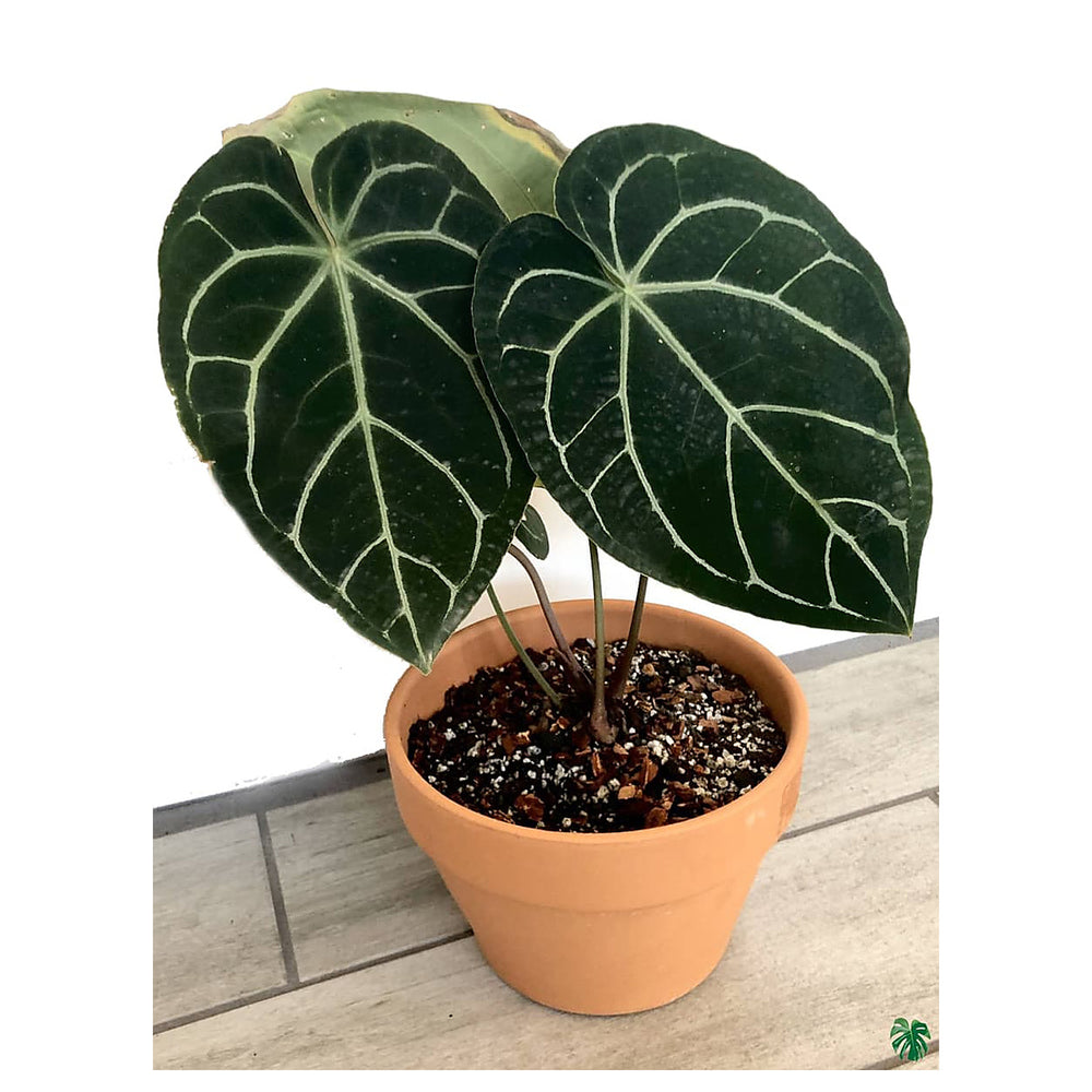 Anthurium Magnificum Plant Seeds for Planting – Heirloom Non-GMO, High Germination Organic Garden Seeds | Neera Seeds product photo [neera-v4-a60f547bd94966c536c4]