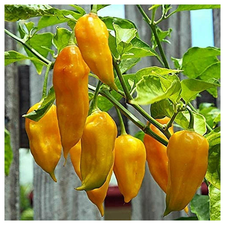 Yellow Ghost Pepper Chili Vegetable Seeds for Planting – Heirloom &amp; Non-GMO Organic Garden Seeds with High Germinat | Neera Seeds product photo [neera-v4-a6128770bcdc5be4cd20]