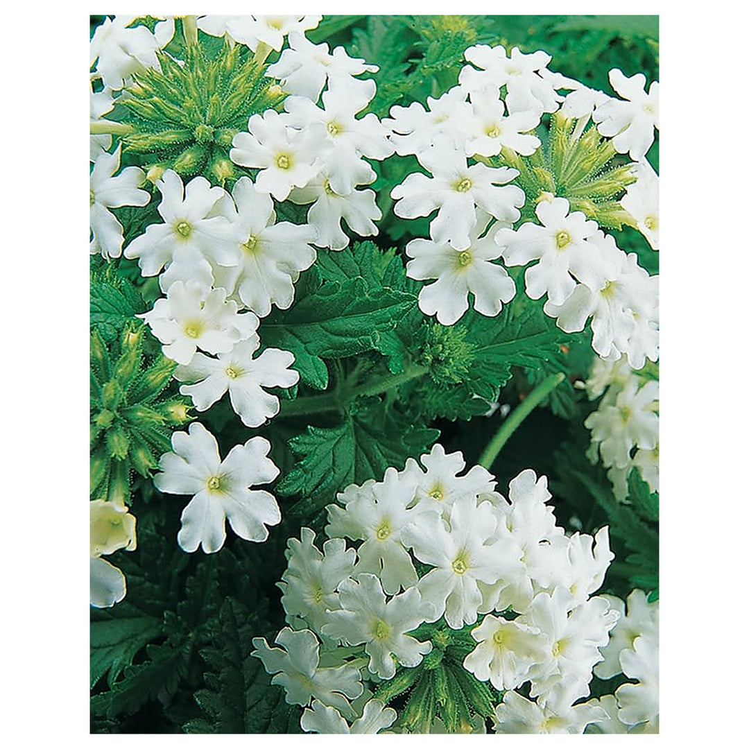 White Heras Tears Flower Garden Flower Seeds Home Garden Planting, Landscape Organic | Neera Seeds product photo [neera-v4-a6474ed8df4ea792608d]