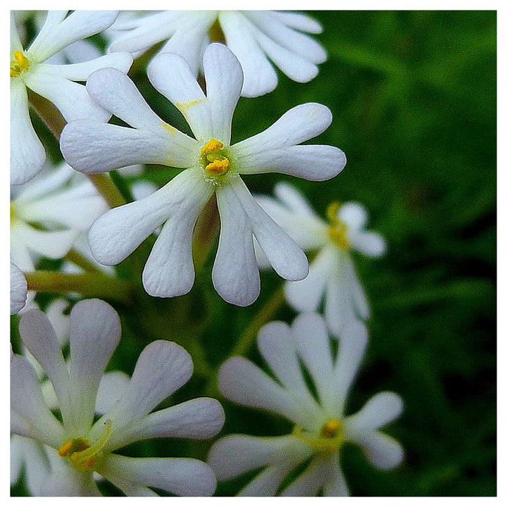 White Zaluzianskya Flower Seeds for Planting – Heirloom, Non-GMO, High Germination, Organic Garden Seeds | Neera Seeds product photo [neera-v4-a6657059938c5d995bbb]