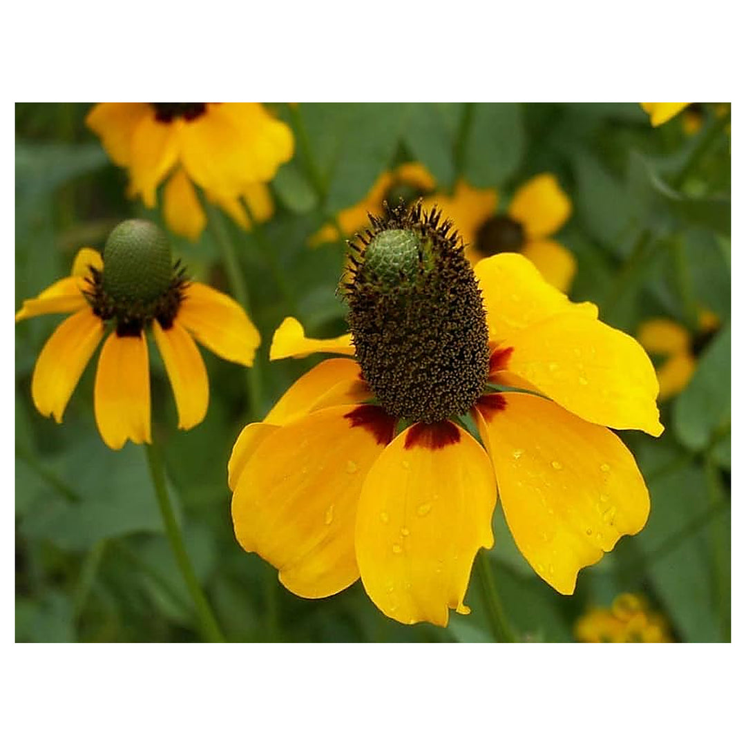 Clasping Coneflower Dracopis Amplexicaulis For Perennial Flowers Flower Seeds for Home Garden | Neera Seeds product photo [neera-v4-a66bbd4beb53325fef93]