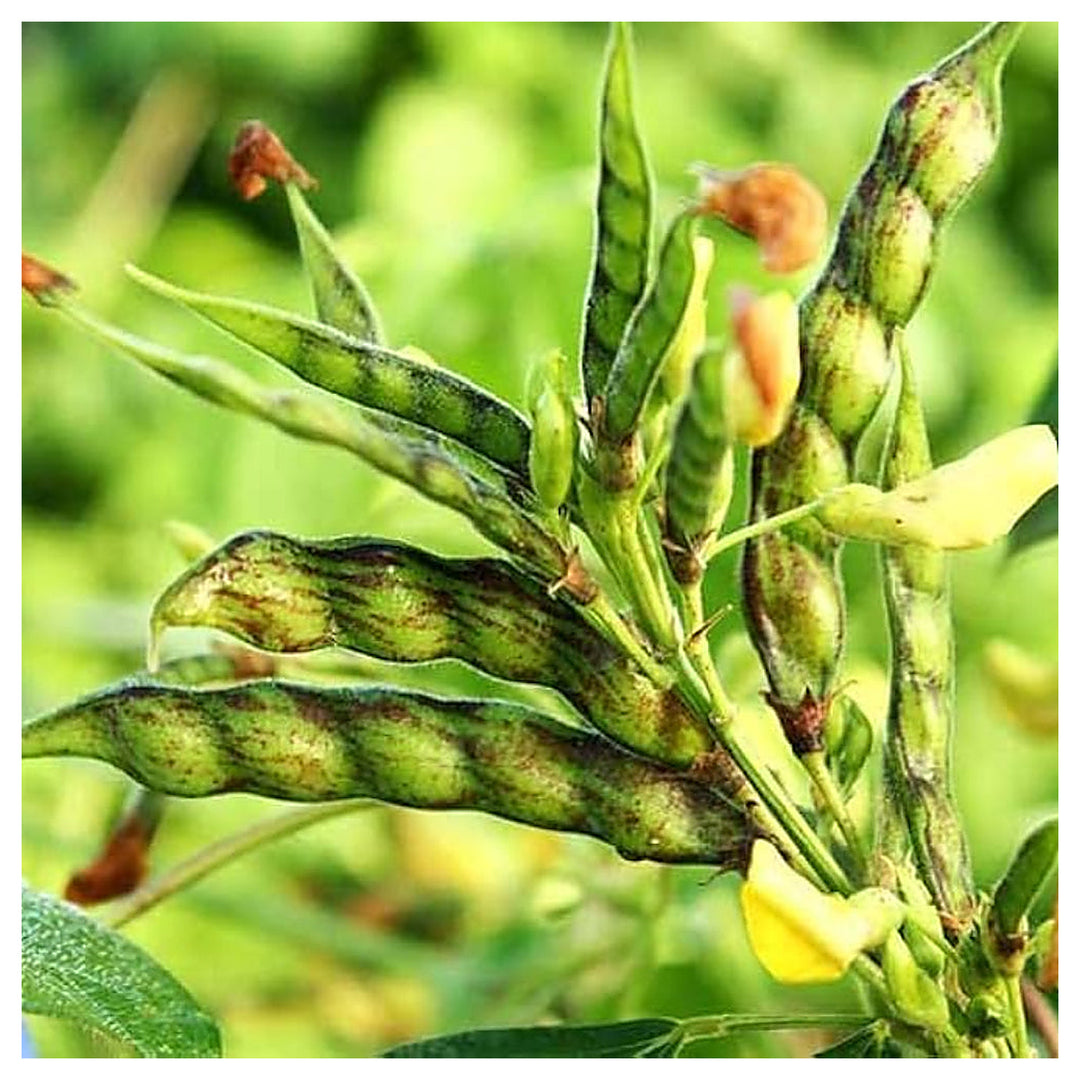Organic Gandules Pigeon Peas Planting Heirloom Non Gmo Fragrant Climbing Annual Flower Seeds Seeds for Planting Non | Neera Seeds product photo [neera-v4-a671358428f1e13fead6]