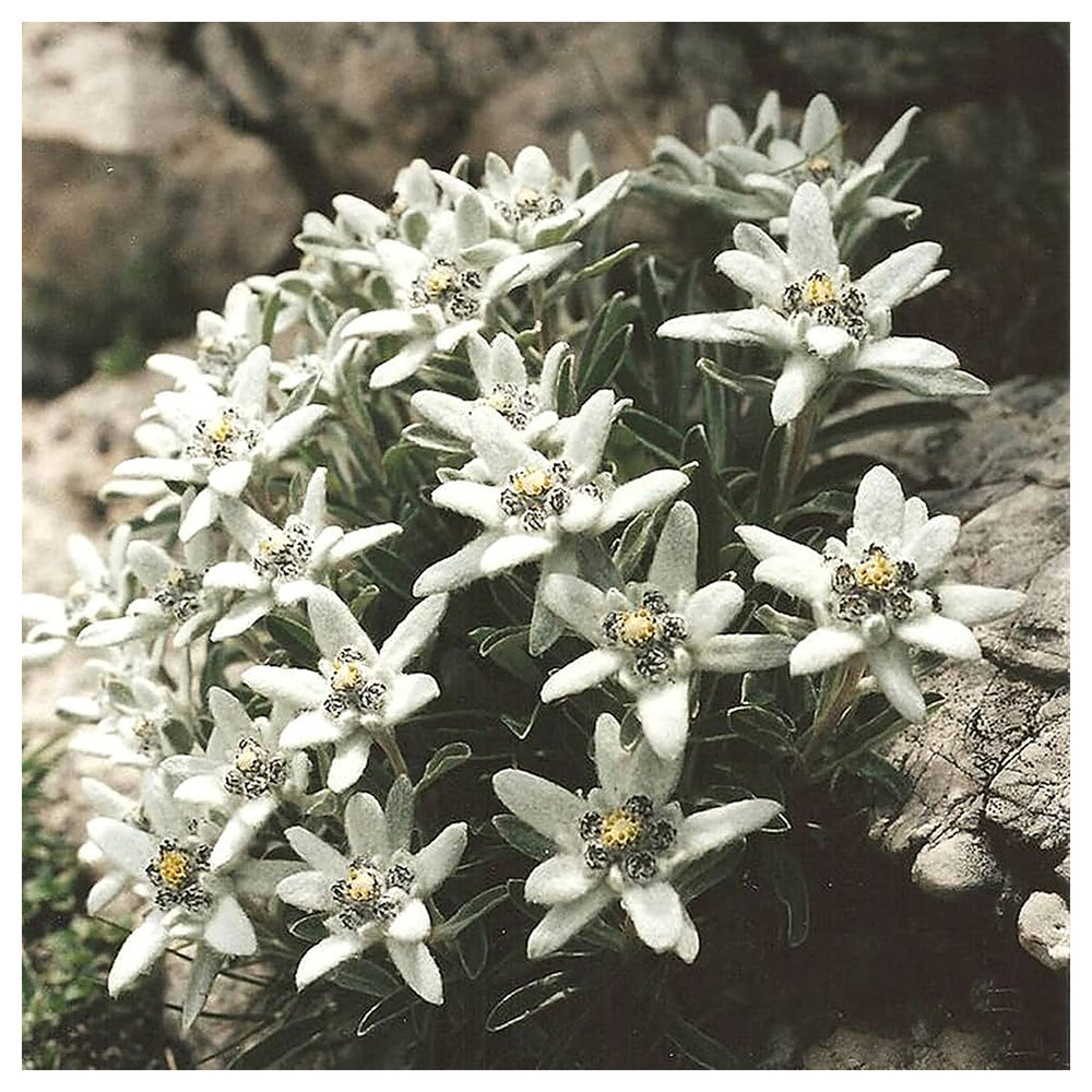 Green White Mountain Flower Seeds for Planting – Heirloom, Non-GMO, Organic Garden Seeds, High Germination | Neera Seeds product photo [neera-v4-a67e88daef4c253c1a30]