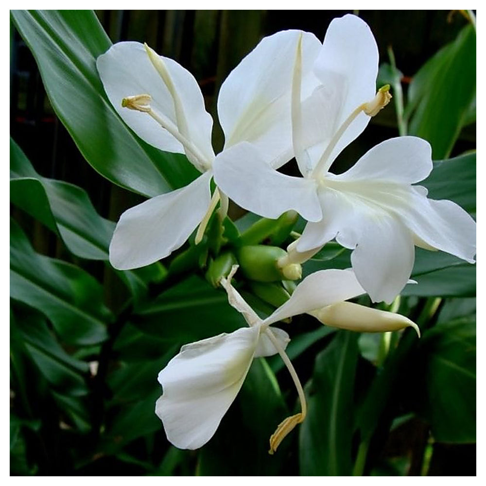 White Ginger Lily (Hedychium coronarium) Flower Seeds – Heirloom Non-GMO, Fragrant Tropical Garden Seeds, High Germ | Neera Seeds product photo [neera-v4-a67eb2b9eac841b6a4da]